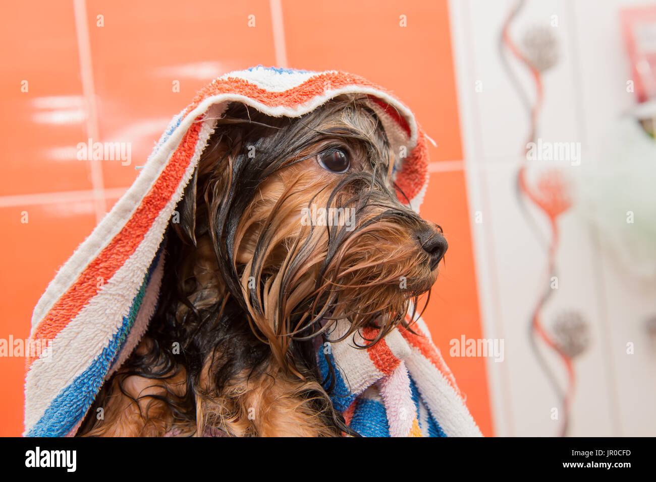 Yorkshire Terrier Welpen in ein Handtuch nach dem Waschen nass  Stockfotografie - Alamy