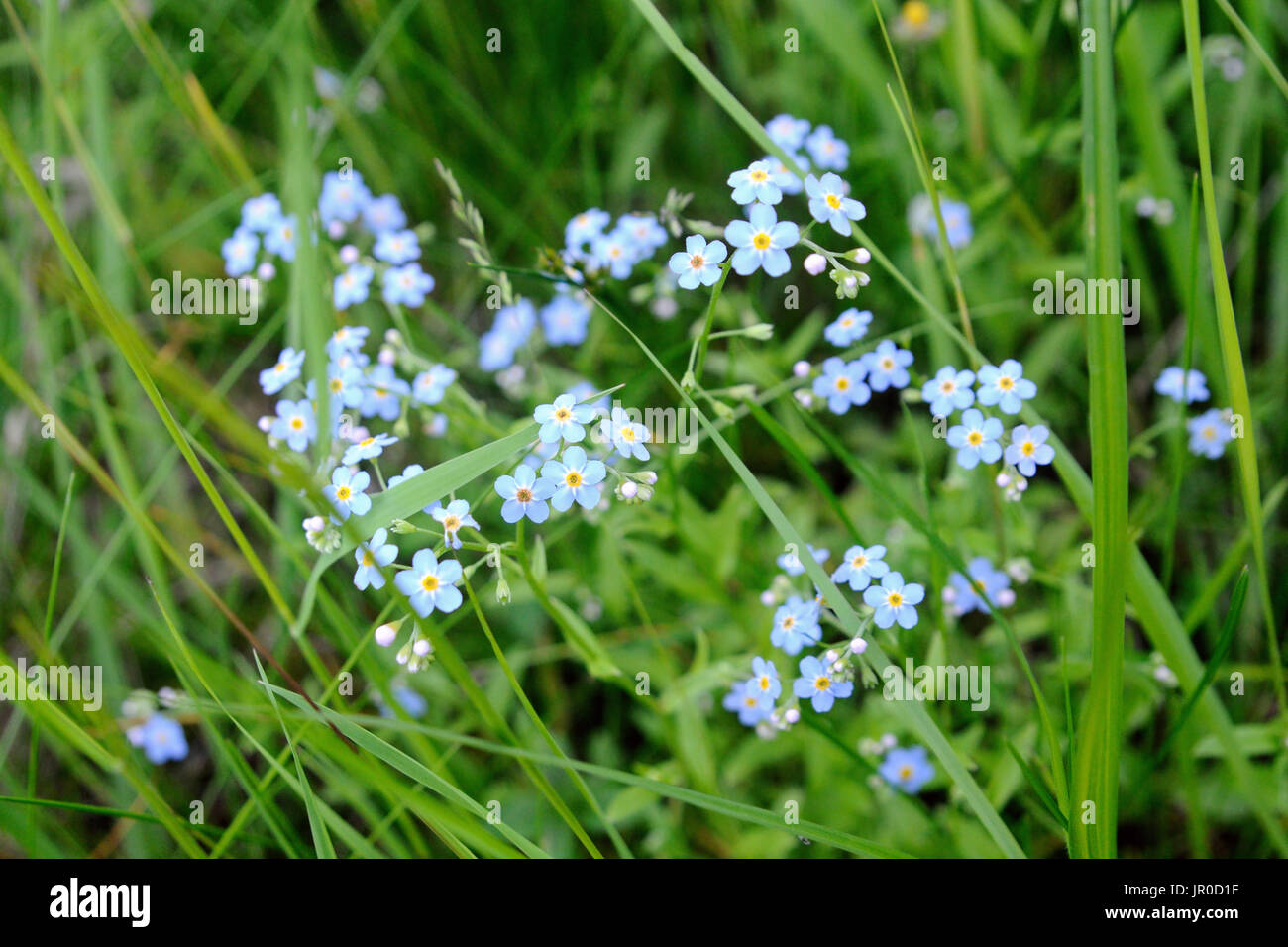 Eine Gruppe von Vergissmeinnicht Blumen in ihrer natürlichen Umgebung, Moskau, Russland Stockfoto