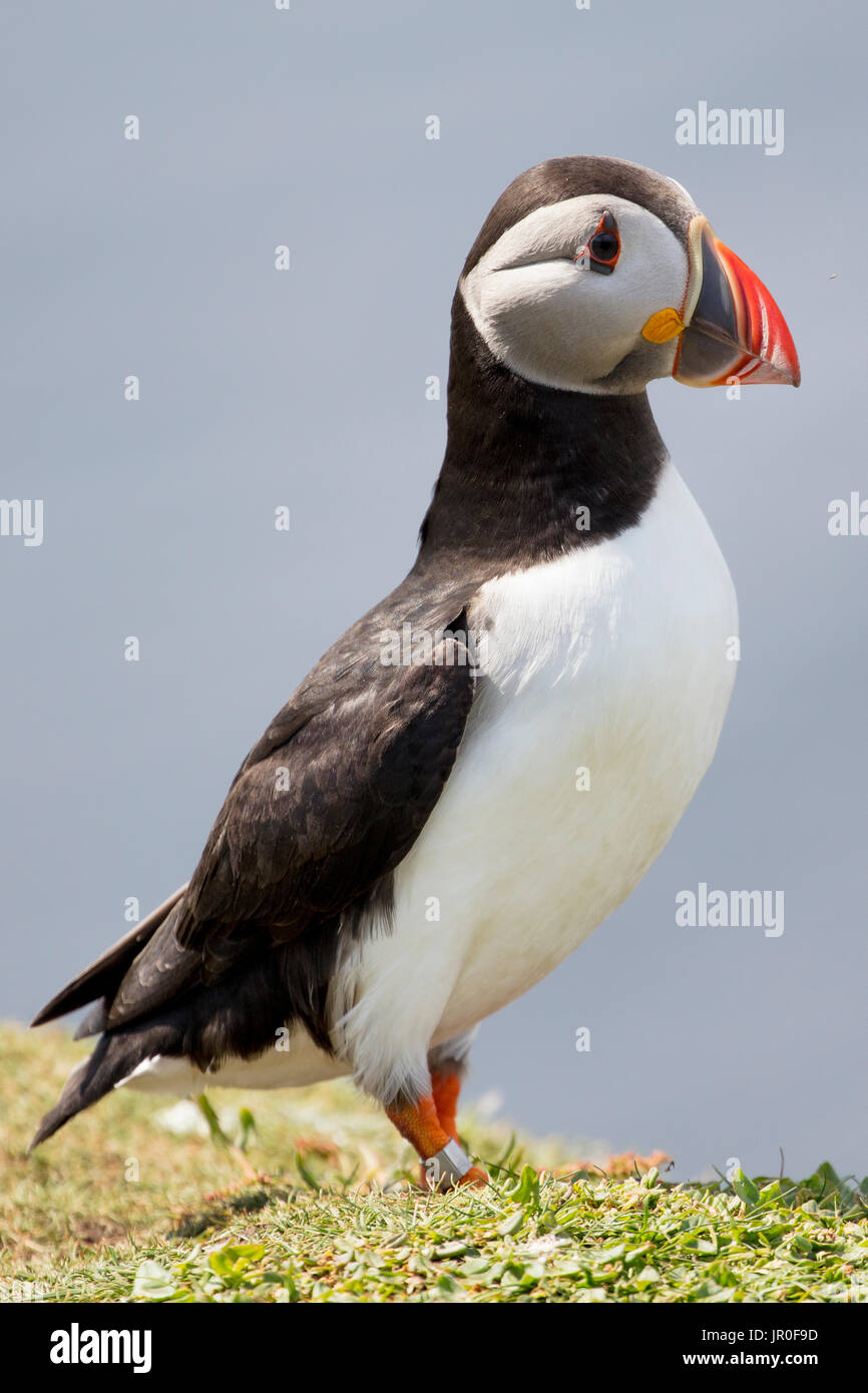 Papageitaucher Profil Stockfoto