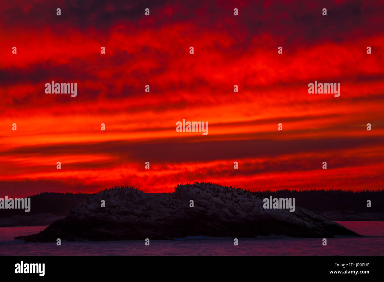 Einen flammenden roten Himmel bei Sonnenuntergang Silhouetten Hunderte von Commorant Seevögel auf einer felsigen Insel vom Hohen Kopf Trail Stockfoto