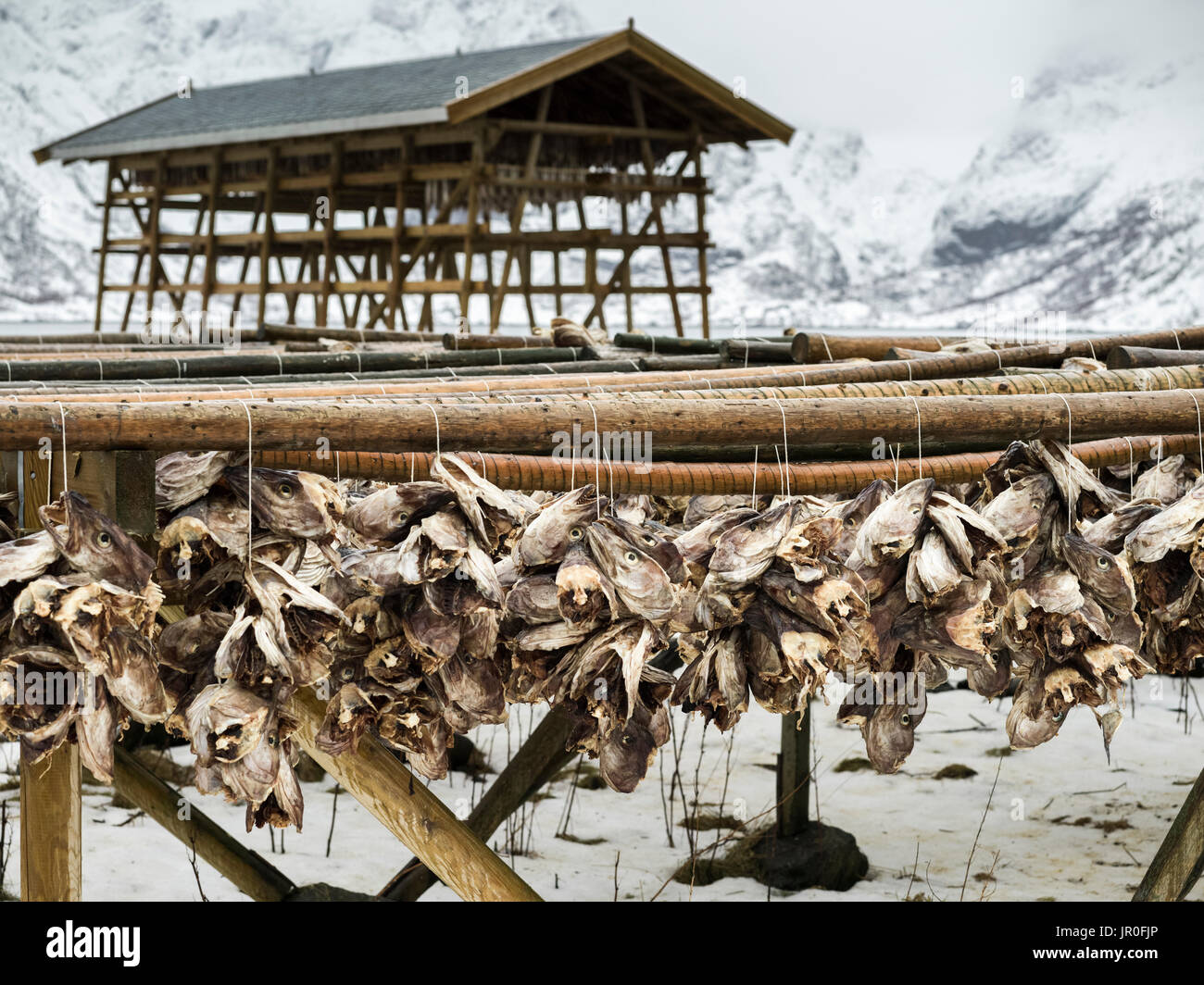 Arktische Kabeljau Trocknen auf hölzernen Regalen an der Küste im Winter, Lofoten, Nordland, Norwegen Stockfoto