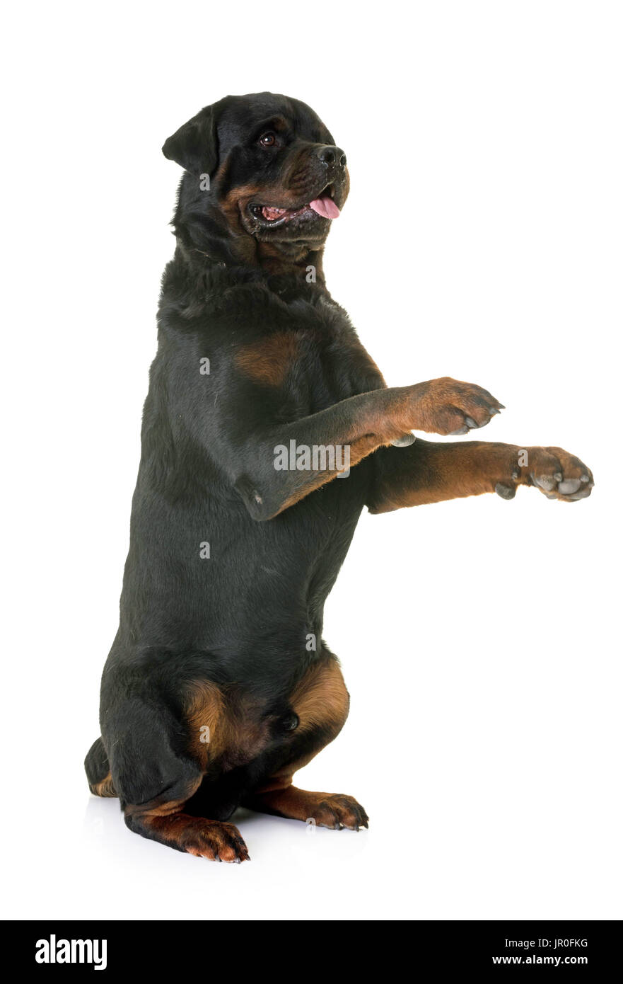 Rottweiler, stehend vor weißem Hintergrund Stockfoto