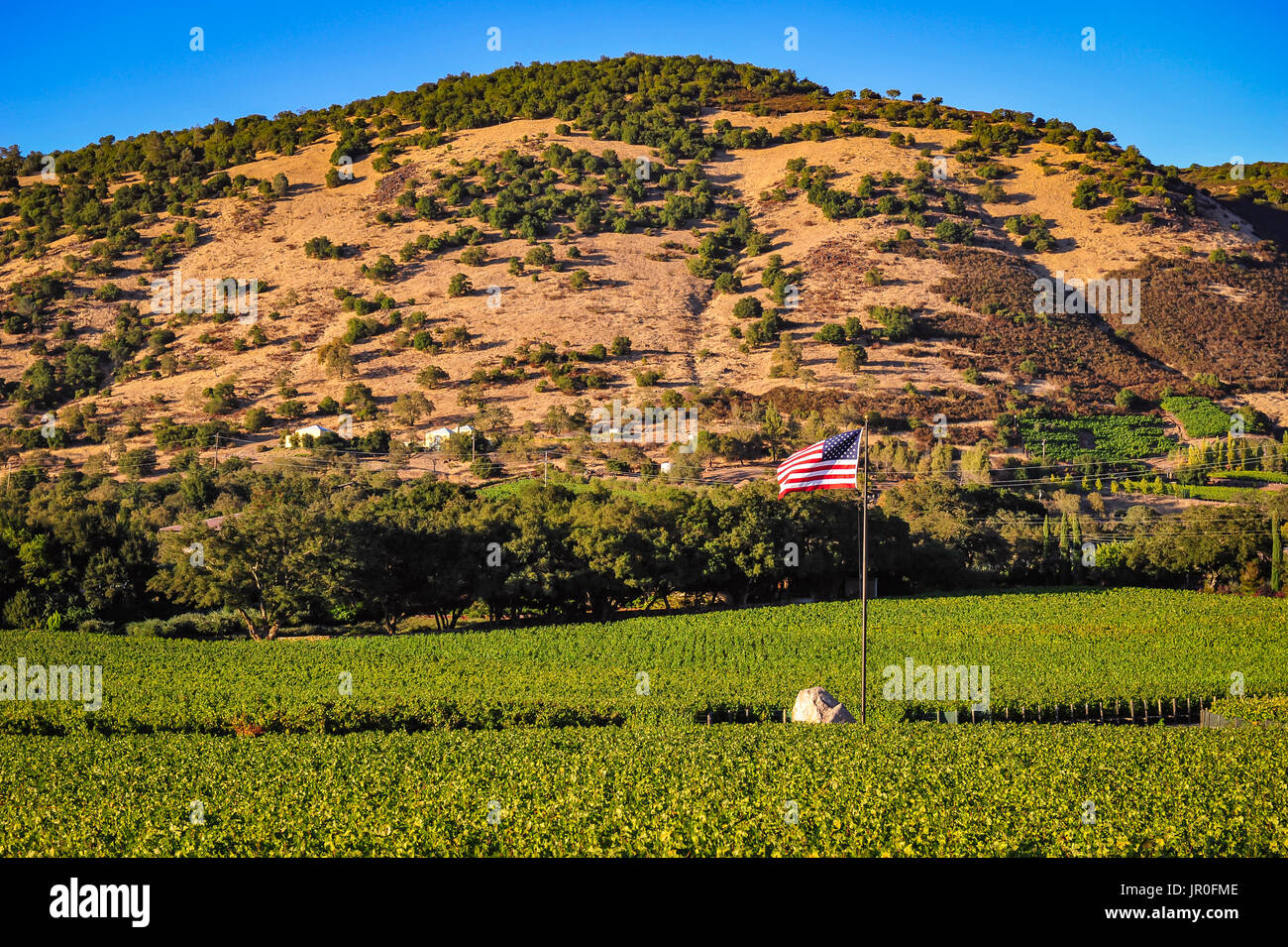 Napa Valley, Kalifornien, 3. Oktober 2010: Abendlicht auf akribisch gepflegten Weinbergen als die Erntezeit im Weinland beginnt. Stockfoto