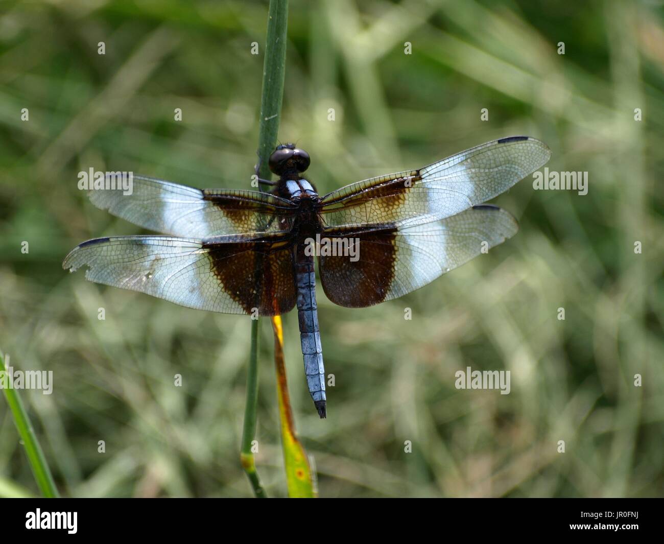 Dragonfly umarmen grünen Stiel Stockfoto