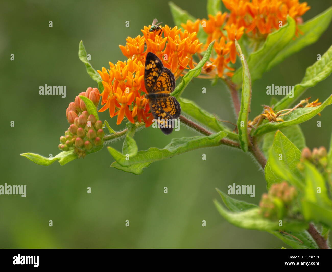 Brilliant orange Schmetterling auf Orange Seidenpflanze Stockfoto