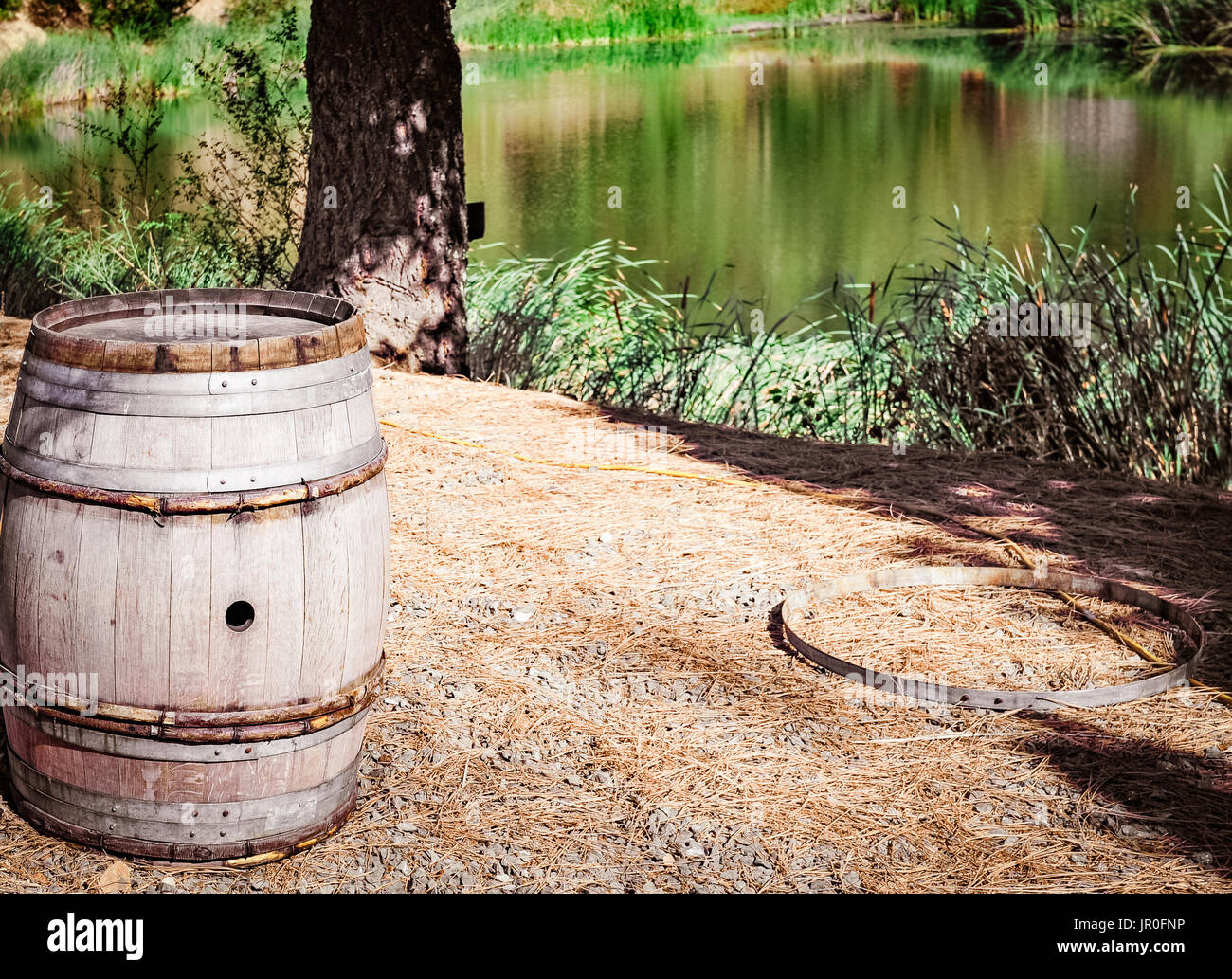 Napa Valley, Kalifornien, 3. Oktober 2010: Abendlicht auf akribisch gepflegten Weinbergen als die Erntezeit im Weinland beginnt. Stockfoto