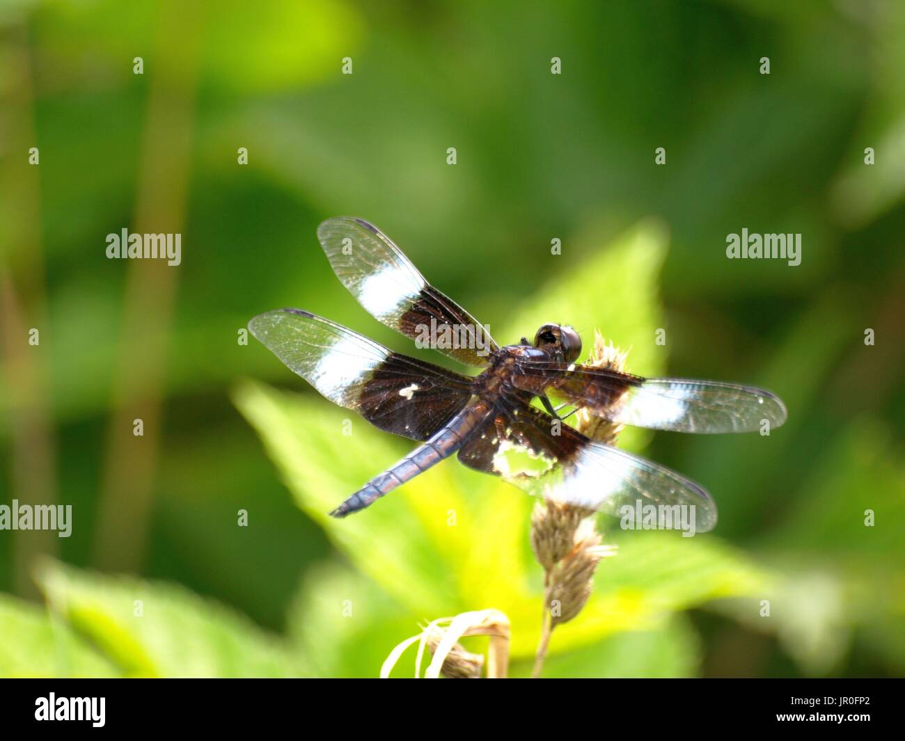 Libelle im Flug Stockfoto