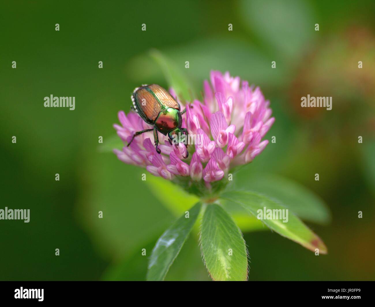 Japanische Käfer auf Klee Blüte Nahaufnahme Stockfoto