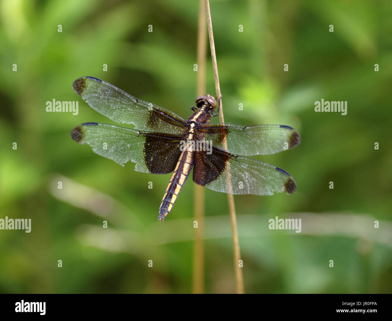 Hockende Libelle mit ausgebreiteten Flügeln Stockfoto