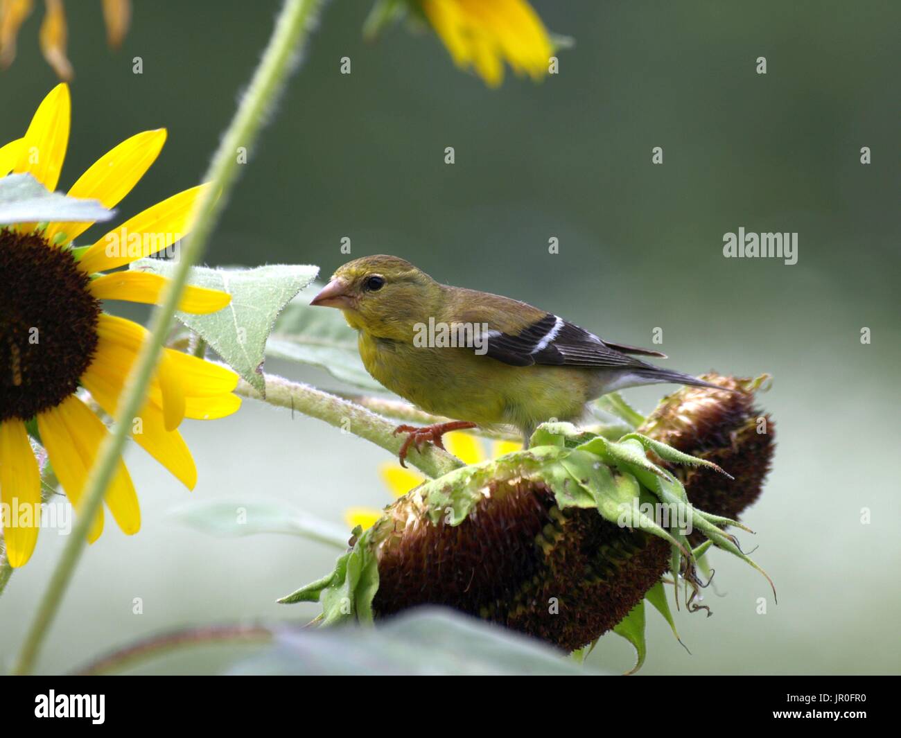 Stieglitz thront auf Sonnenblumen Stiel Essen Samen Stockfoto