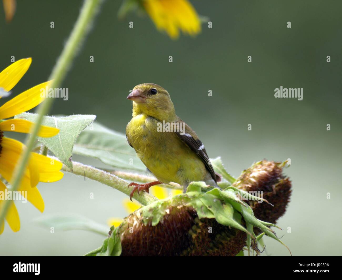 Stieglitz thront auf Sonnenblumen Stiel Essen Samen Stockfoto