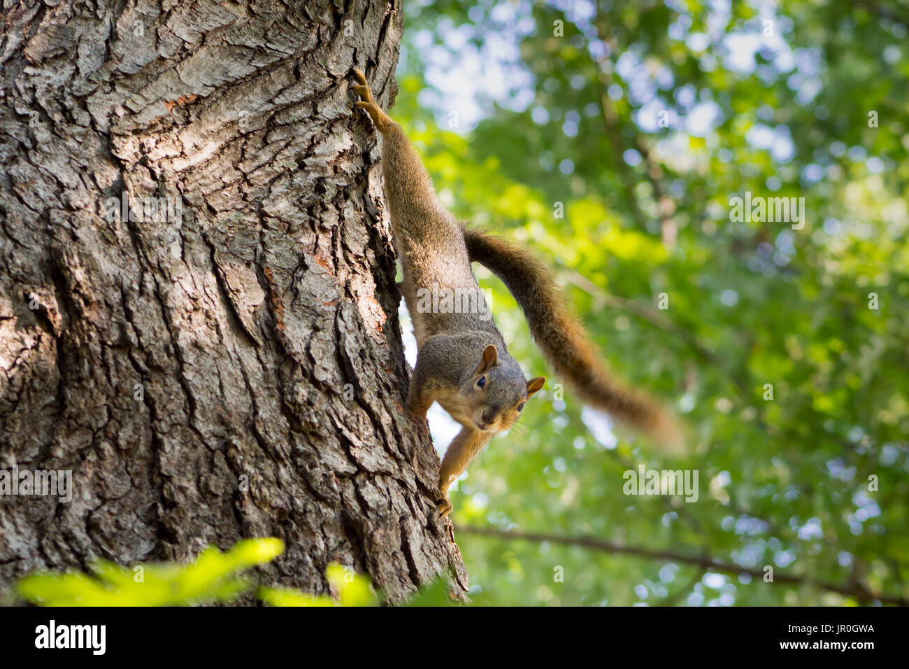 Der Fuchs, Eichhörnchen ist vorsichtig aber zuversichtlich. Ihre spielerische Possen sind lustig zu beobachten. Ihre Fähigkeit, etwas zu klettern ist eine Herausforderung, Futterhäuschen. Stockfoto