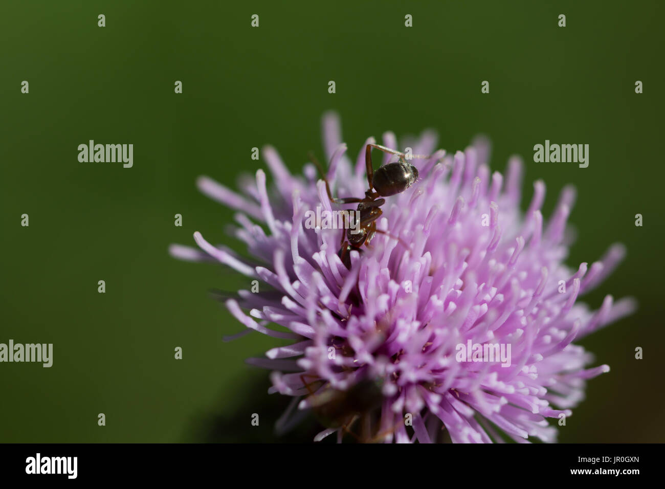 Distel Blumen zieht liebevolle Insekten Nektar. Wir vermissen oft die kleine Welt der winzigen Lebewesen. Suchen Sie enge, verpass es nicht. Stockfoto