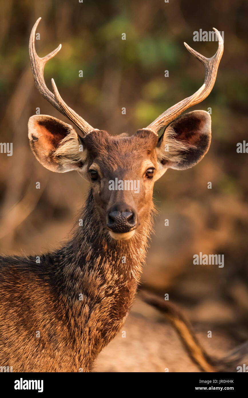 Nahaufnahme der männlichen Sambar (Rusa Unicolor) Rotwild in Sonnenlicht; Chandrapur, Maharashtra, Indien Stockfoto