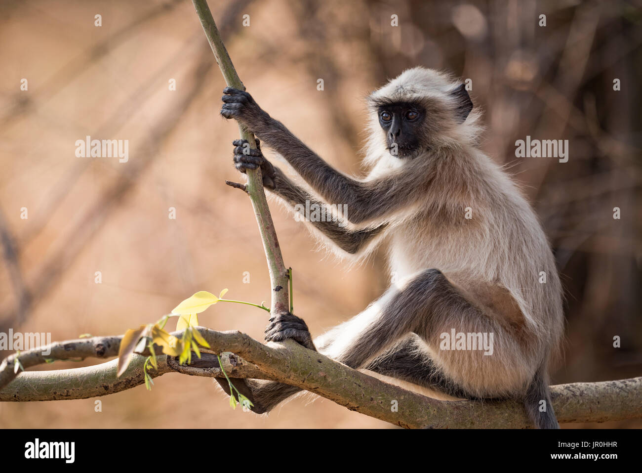 Hanuman Langur (Semnopithecus Entellus) sitzt Holding Zweig im Sonnenschein; Chandrapur, Maharashtra, Indien Stockfoto