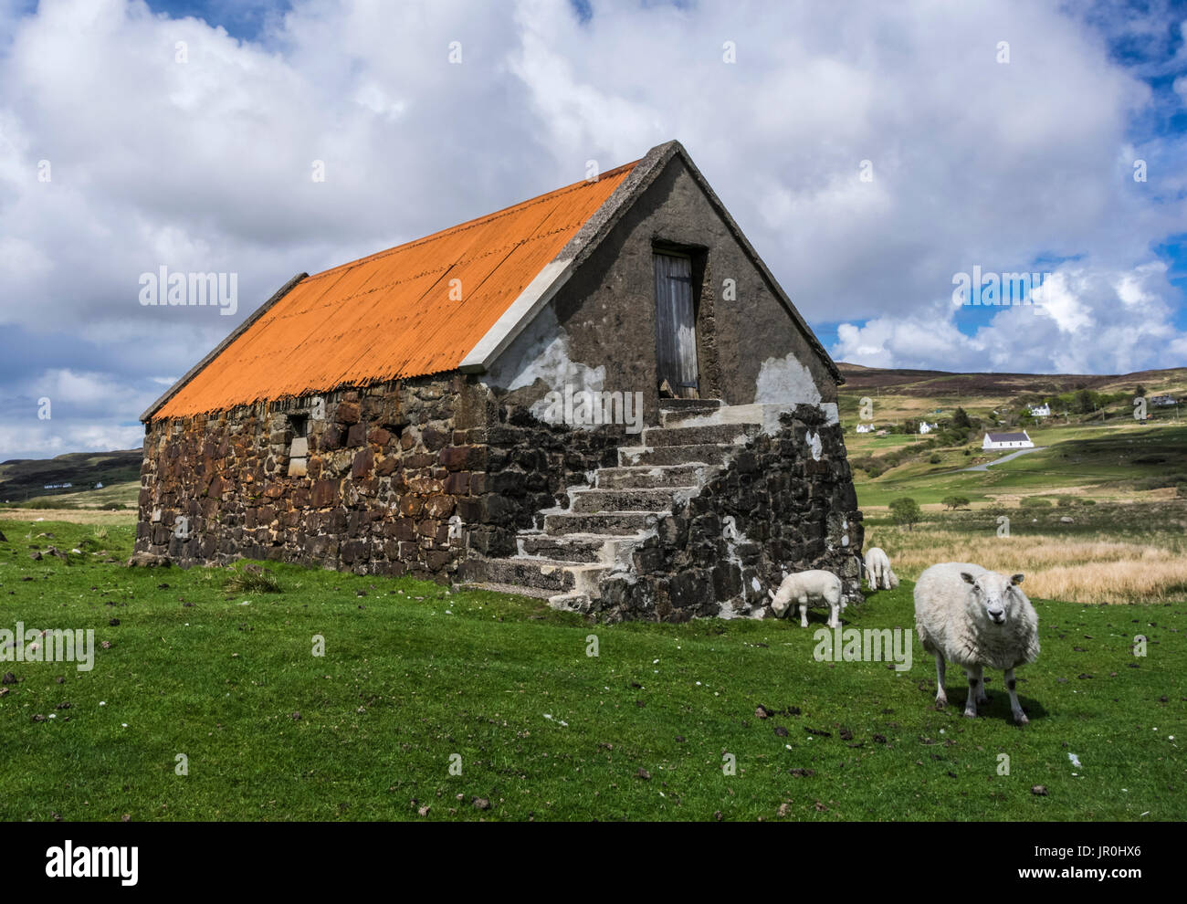 Alte Scheune mit Orange Dach und grasenden Schafen; Isle Of Skye, Schottland Stockfoto