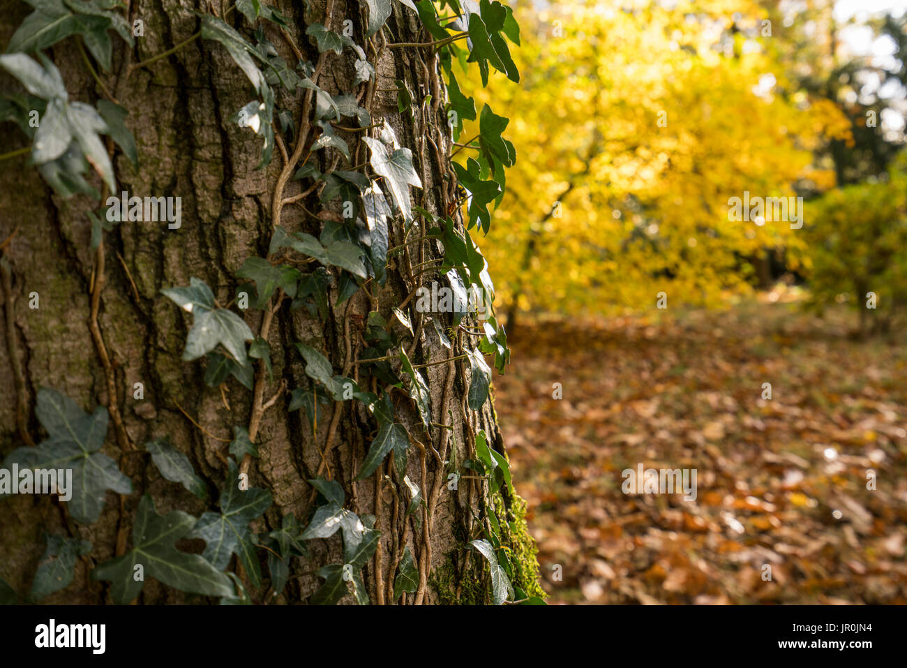 Ein Weinbau, einen Baumstamm mit Herbst bunte Blätter im Hintergrund; Richmond, Yorkshire, England Stockfoto