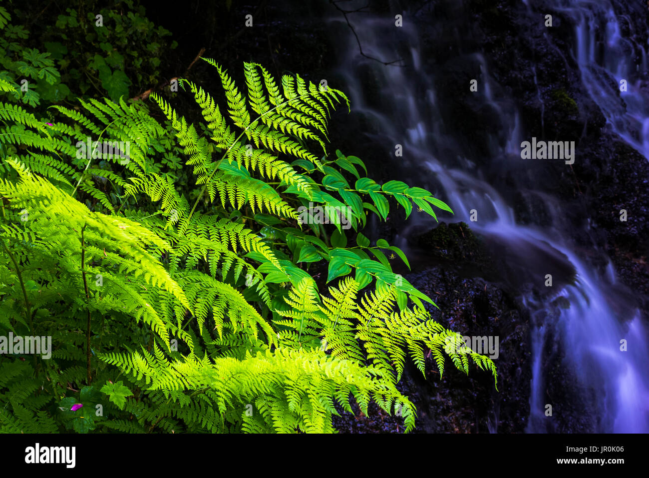 Pflanzen wachsen neben einem kleinen Bach im Silver Falls State Park, Silverton, Oregon, Vereinigte Staaten von Amerika Stockfoto