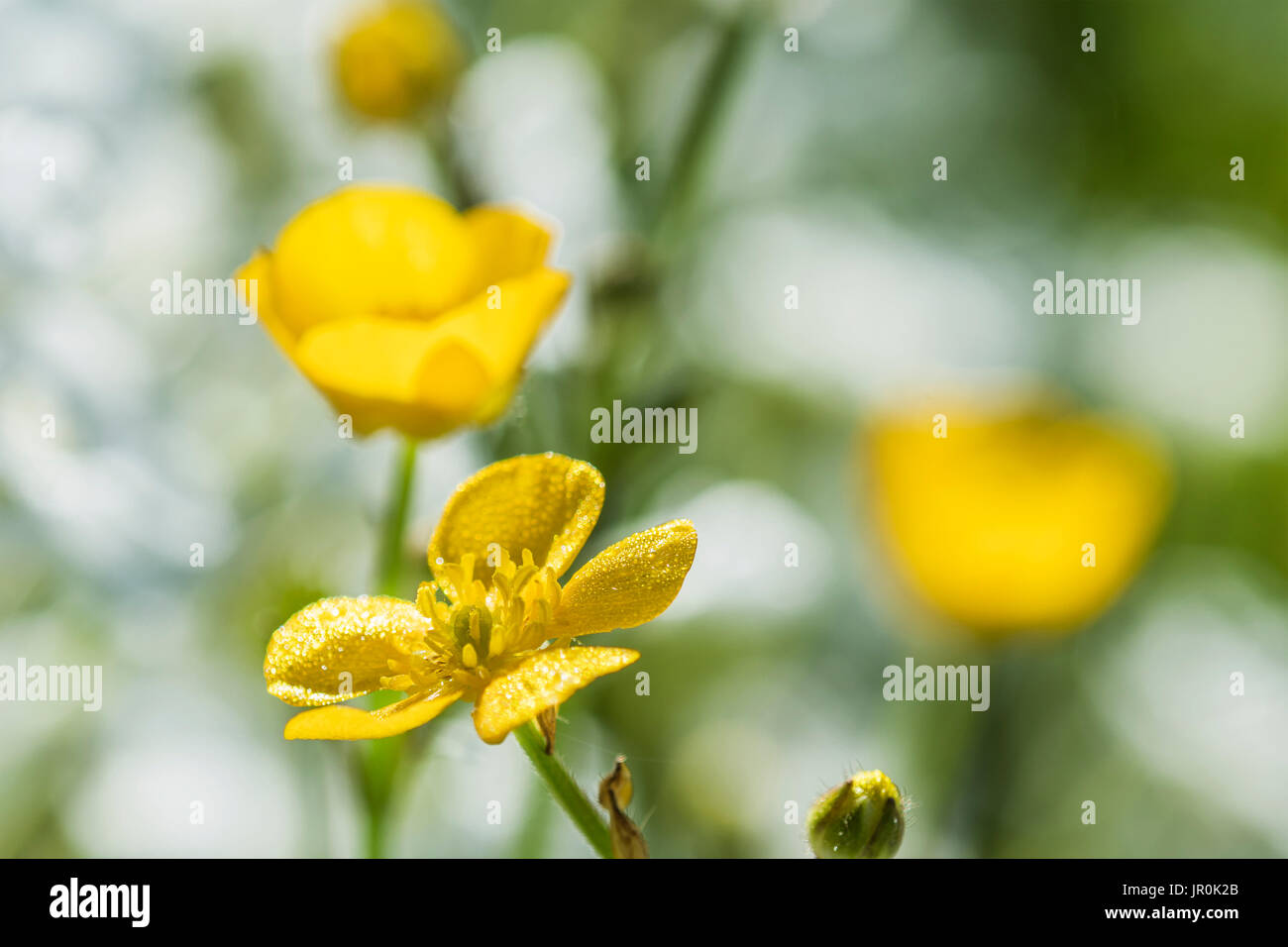 Hahnenfuß (Ranunculus) Blütenblätter sammeln Tau des Morgens, Astoria, Oregon, Vereinigte Staaten von Amerika Stockfoto