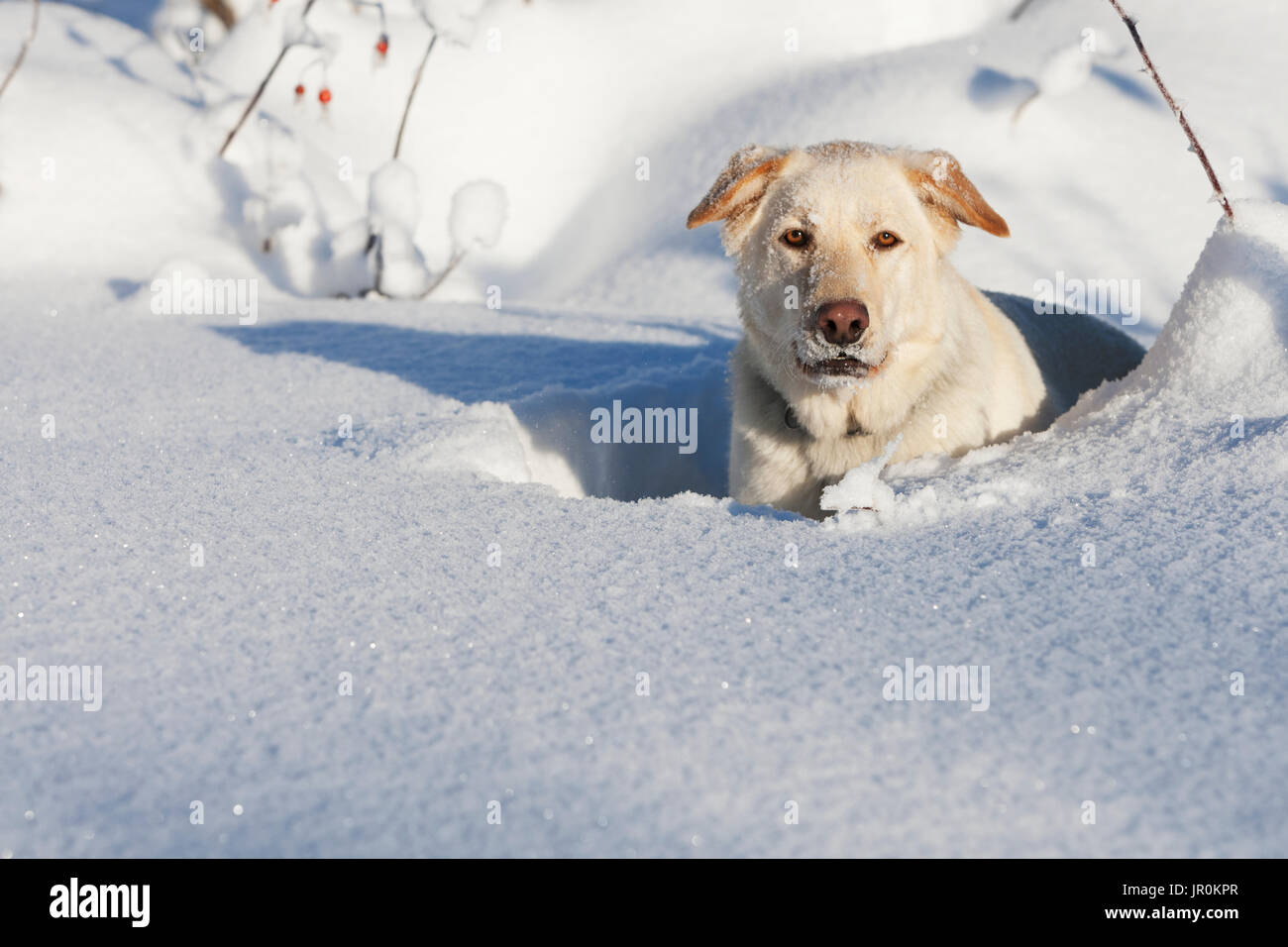 Golden Labrador Retriever legt in den tiefen Schnee in die Kamera schaut, Alaska, Vereinigte Staaten von Amerika Stockfoto