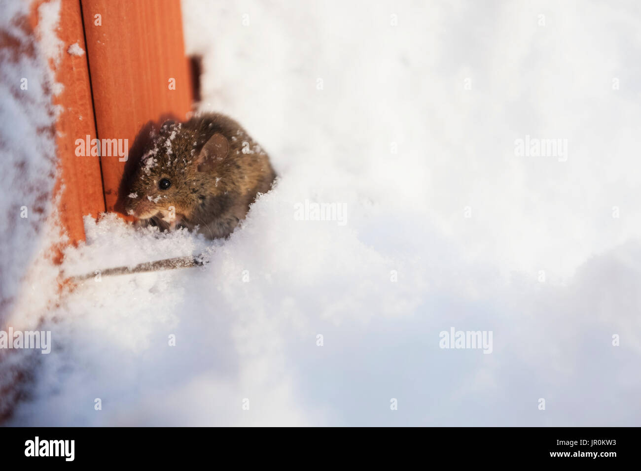 Schnee Maus Stockfotos Und Bilder Kaufen Alamy