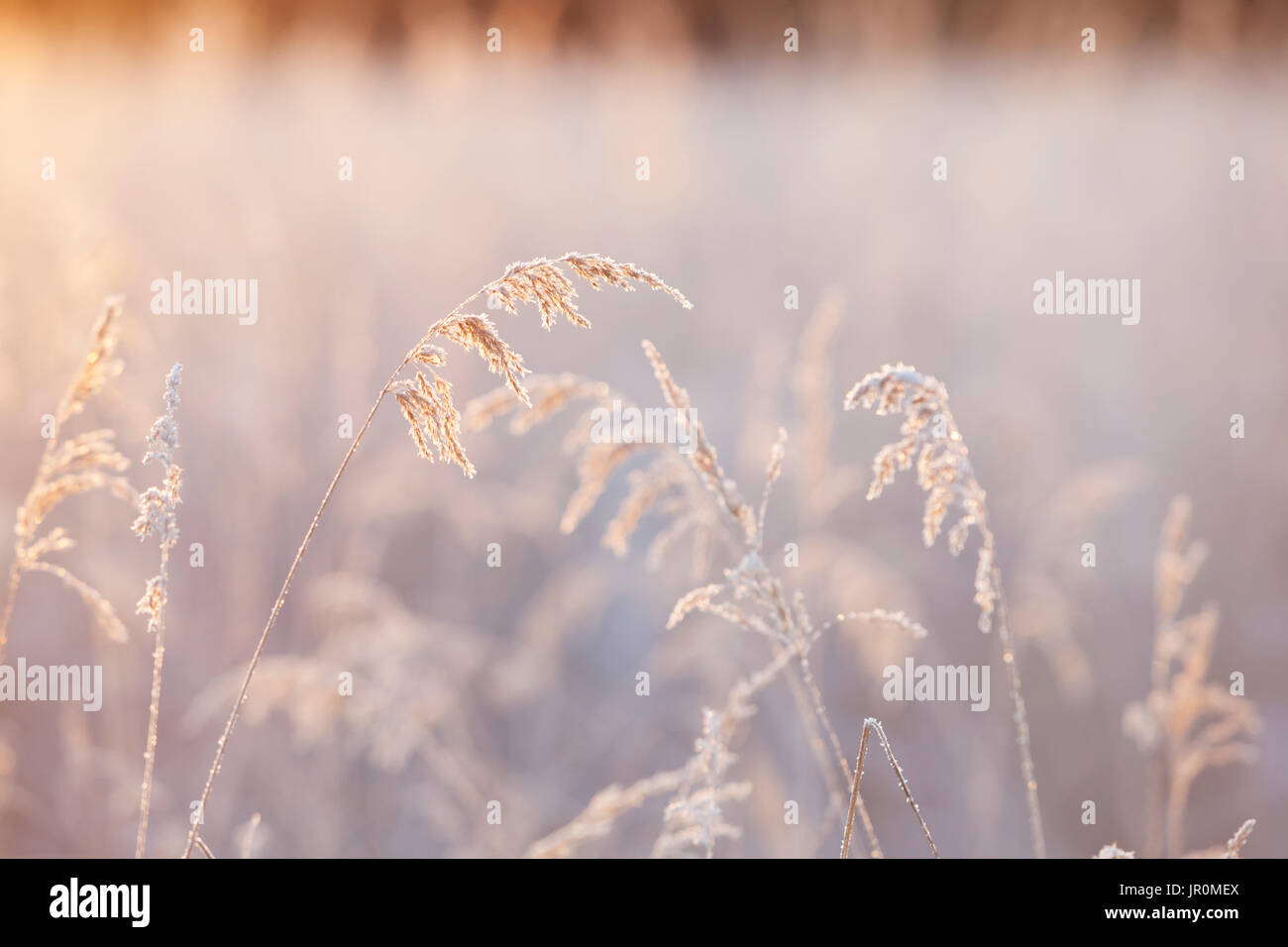 Frosty hohen Gräsern, die Kachemak Bucht; Homer, Alaska, Vereinigte Staaten von Amerika Stockfoto