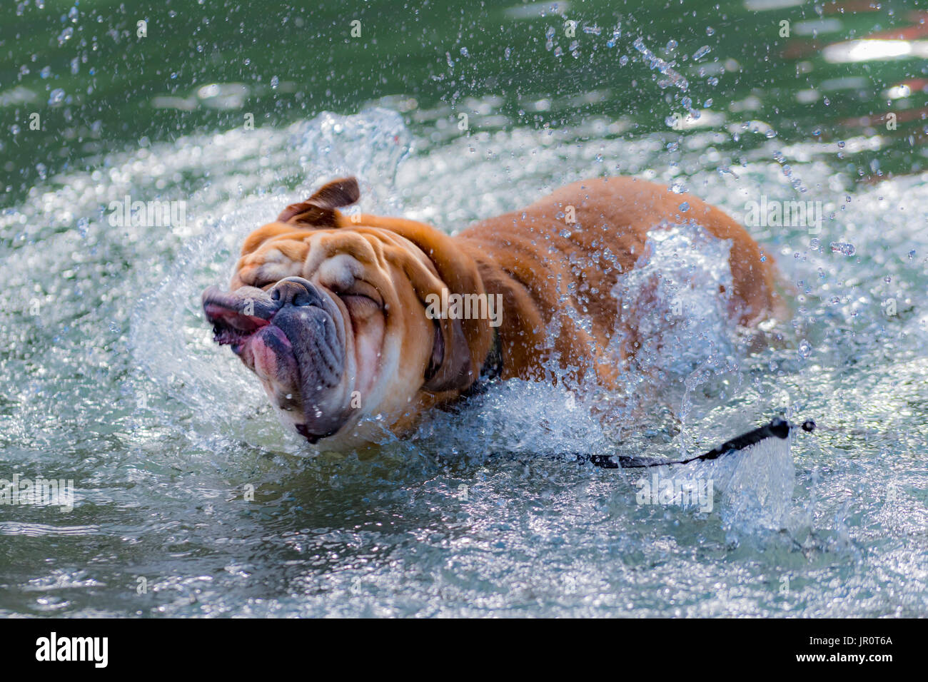 Ein Jahr alte englische Bulldogge spielen in einem Stadtpark, durch hohes Gras und Blumen, und das Schwimmen im Fluss im Sommer. Stockfoto