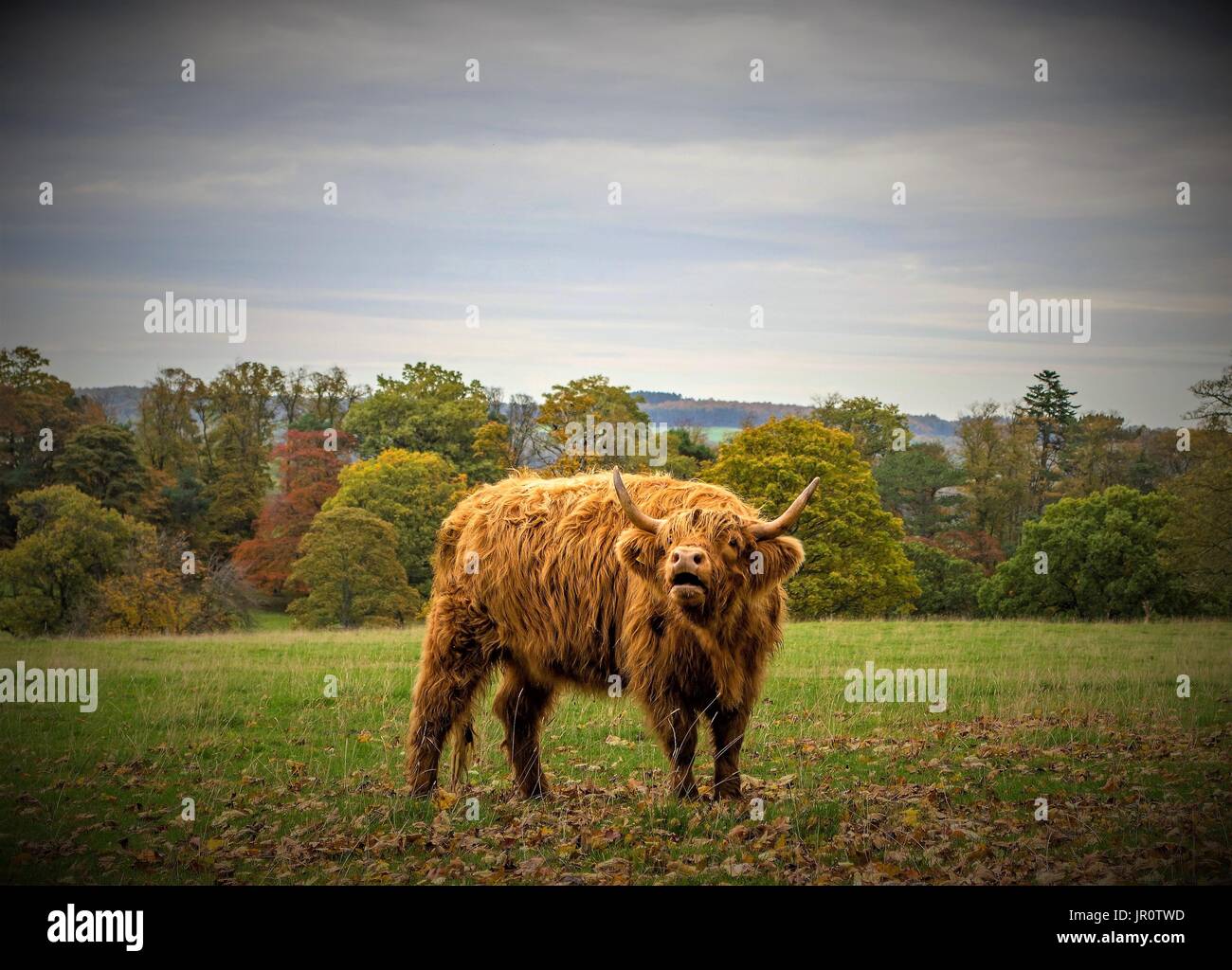 Wooly Hochlandrinder im Streatlam Park, Barnard Castle Stockfoto