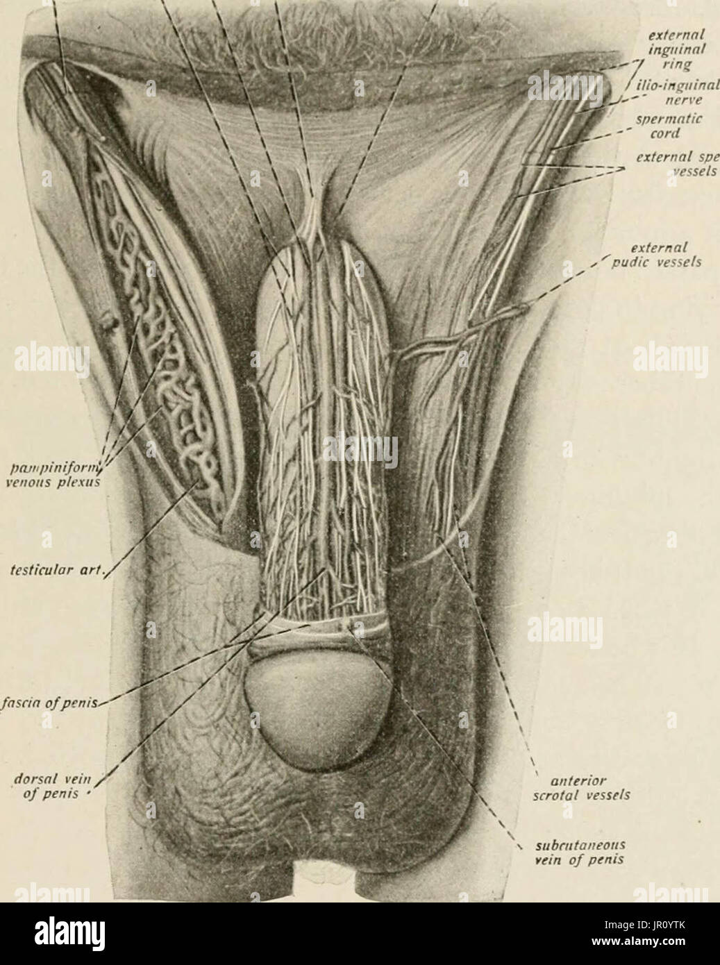 "Lokale und regionale Anästhesie; mit Kapiteln über spinale, epidurale, paravertebralen und Parasacral Analgesie und andere Anwendungen der lokalen und regionalen Anästhesie die Operation der Augen, Ohren, Nase und Rachen und Zahnarztpraxis " Stockfoto
