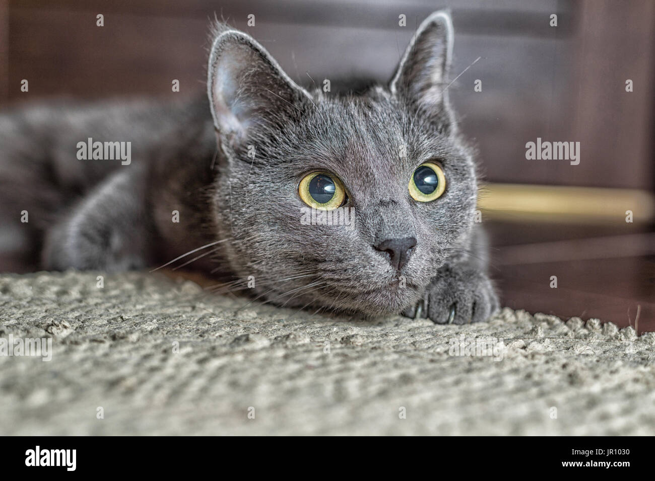 Russisch Blau Katze Liegen Auf Dem Teppich Stockfoto Bild