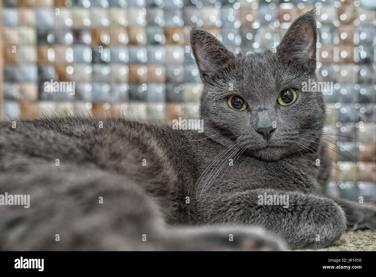 Porträt der Russisch Blau Katze mit schöne Augen. Stockfoto