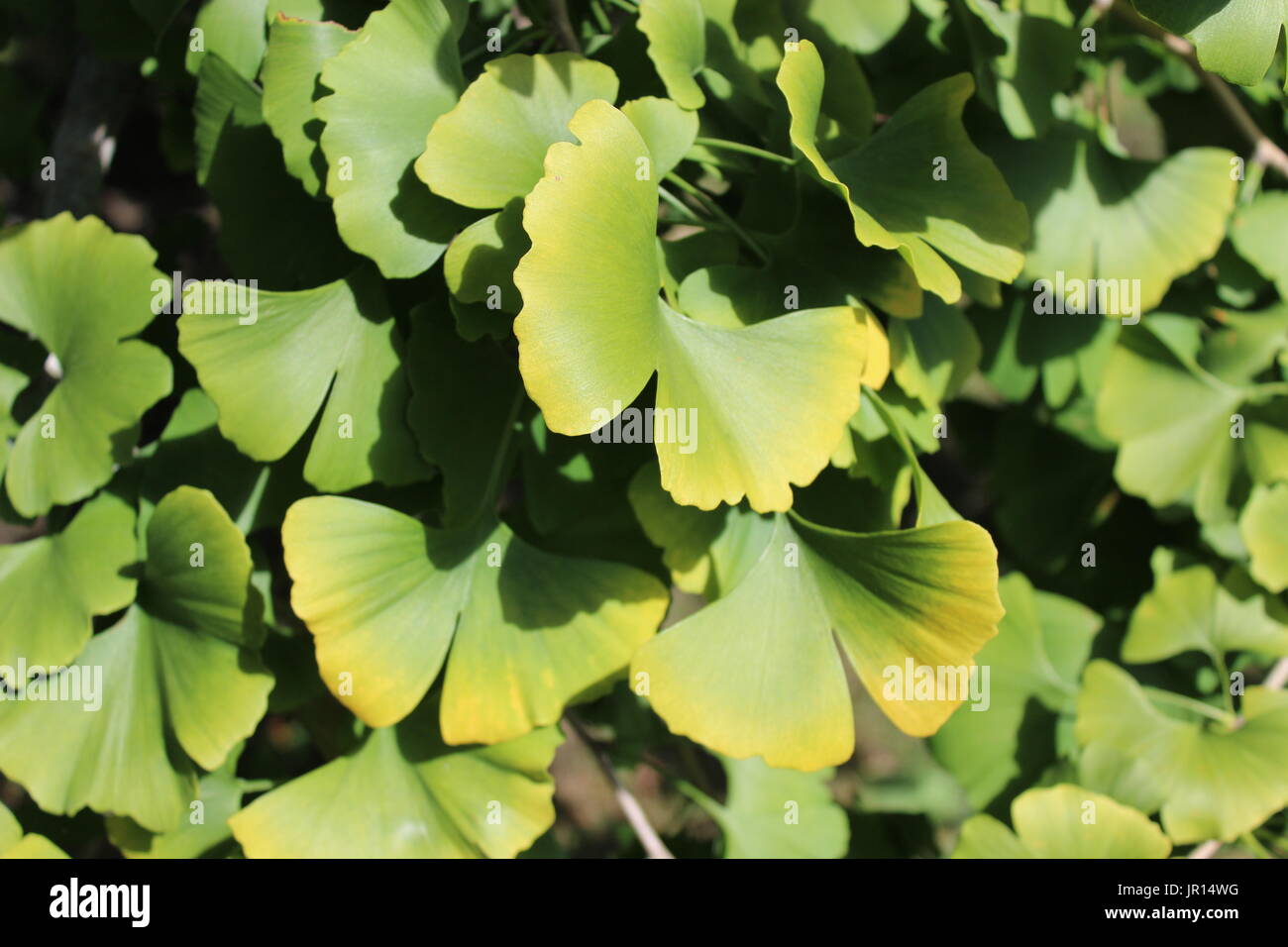 Ginkgo-Blätter Stockfoto
