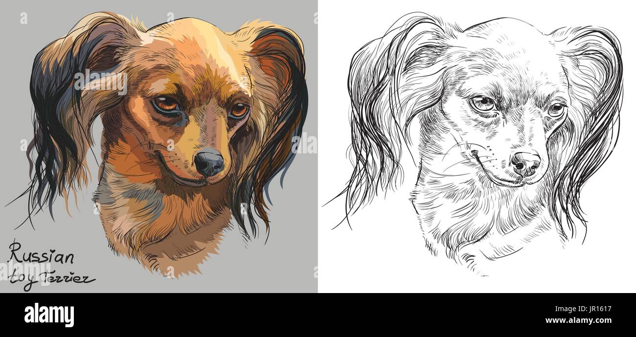 Farbige russische langhaarige Toy Terrier Portrait auf grauem Hintergrund und und schwarze Farbe auf weißem Hintergrund Vektor Handzeichnung Abbildung Stock Vektor