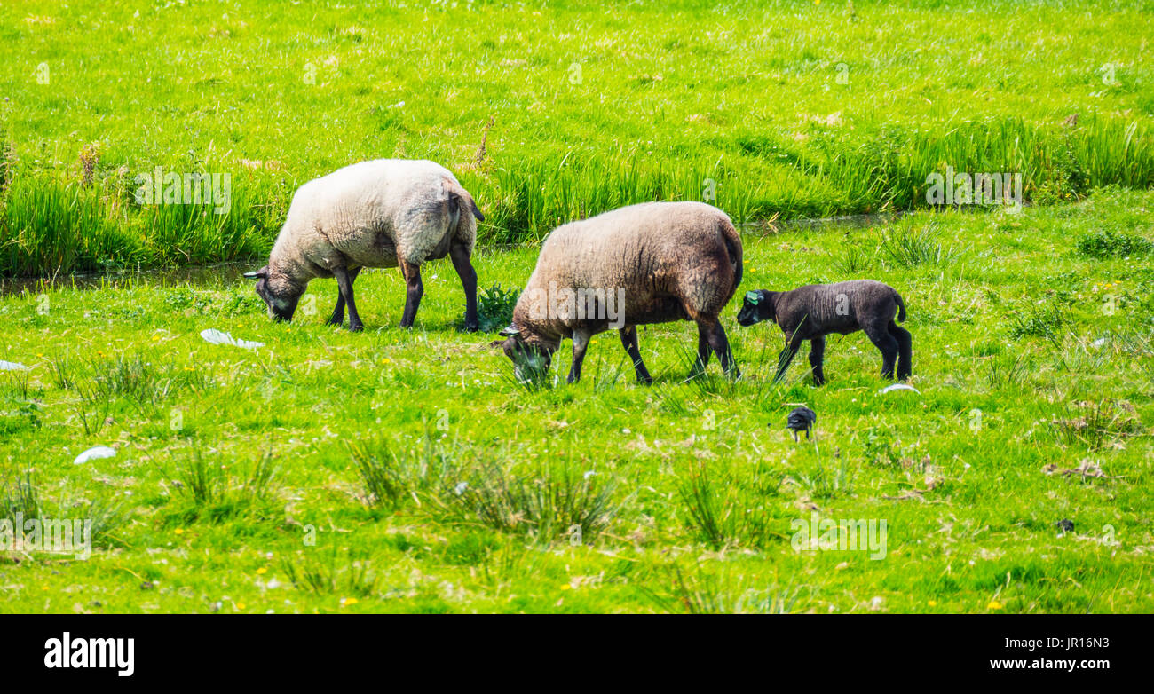 Schafe auf der grünen Wiese auf dem Bauernhof Stockfoto