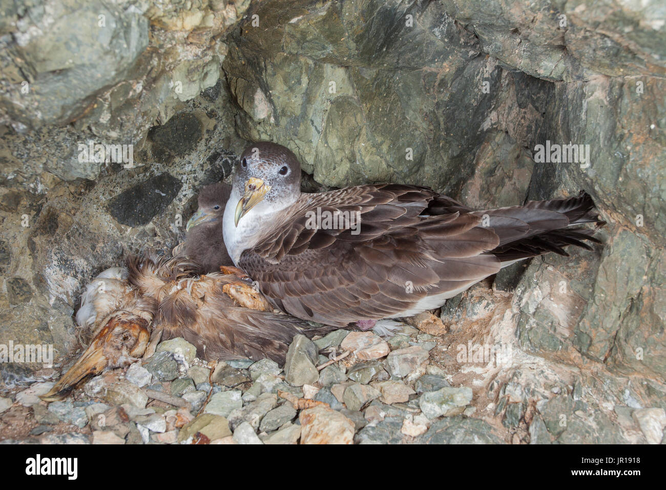 Cory-Sturmtaucher (Calonectris Diomedea) Familie in das Nest mit einer Toten. Portugal, Madeira und Azoren. Stockfoto