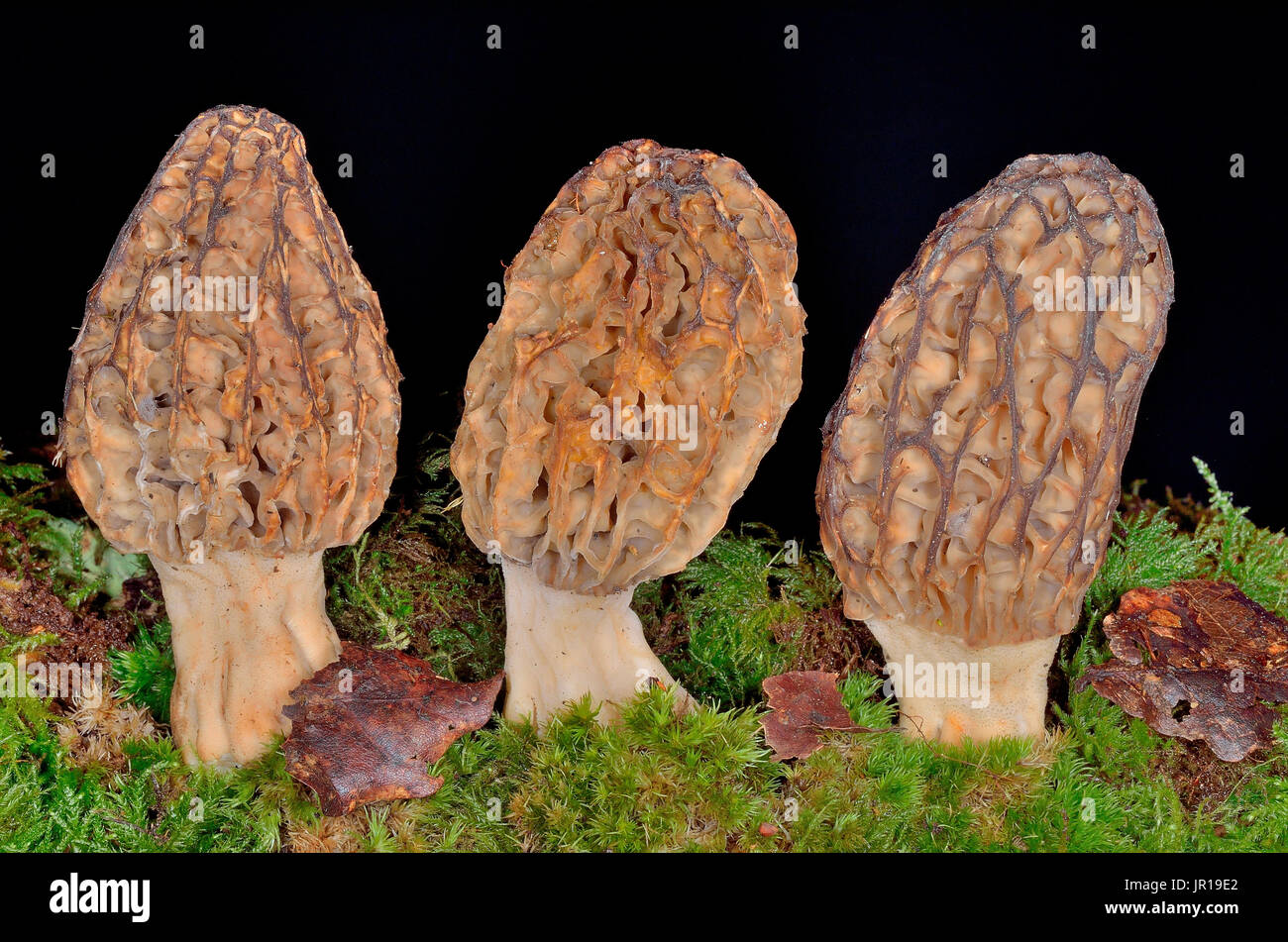 Klassischer gelber morchel morchella esculenta Fotos und Bildmaterial