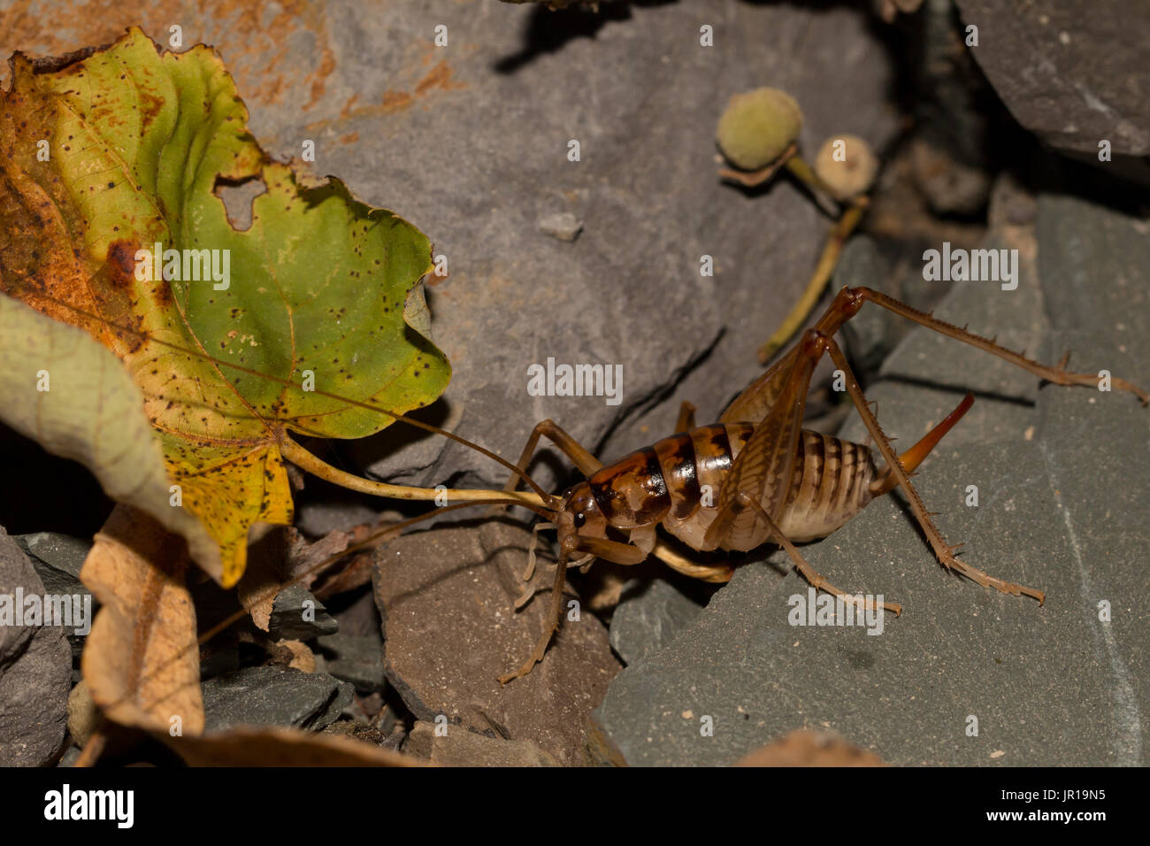 Gefleckte kamel Cricket Stockfoto