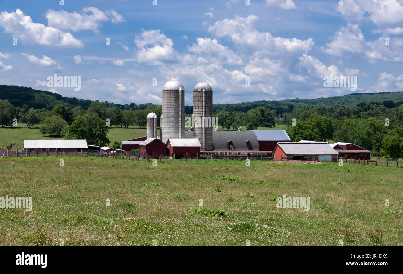 Bauernhof in Flemington, New Jersey, USA das Bison aufwirft. Stockfoto