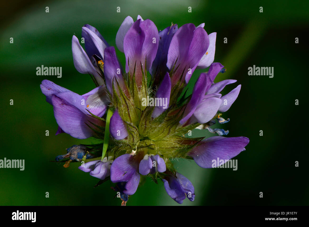 Pitch Dreiblatt (Bituminaria Bituminosa) Blumen, Ardeche, Franken Stockfoto