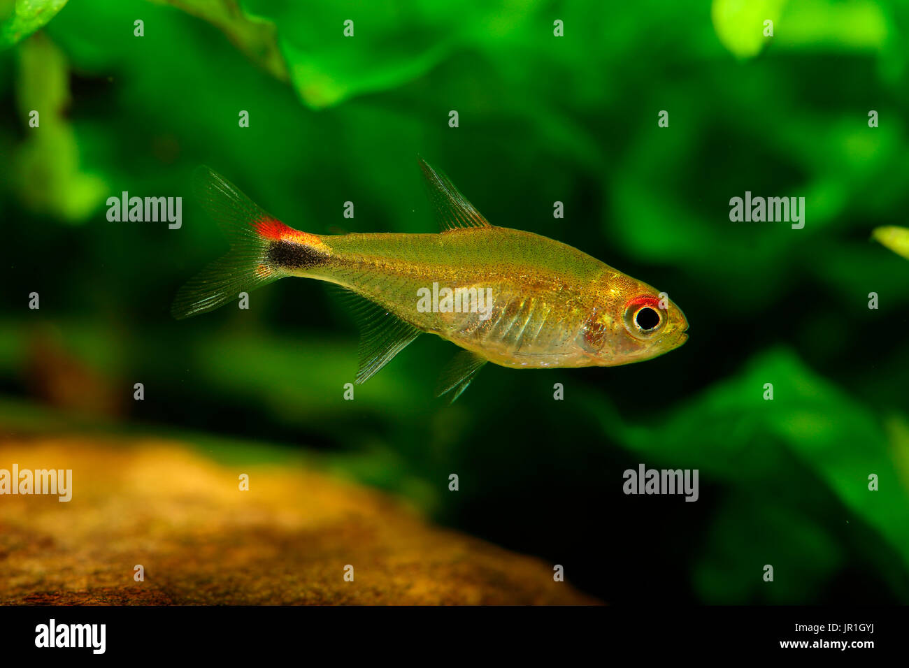 Ruby Tetra (Axelrodia Riesei) im aquarium Stockfoto