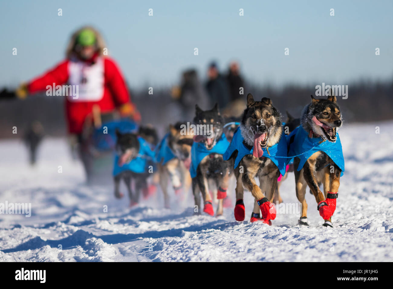 Mark kann Hund Team Rennen entlang der Tanana River in Fairbanks während der 2017 Iditarod. Stockfoto