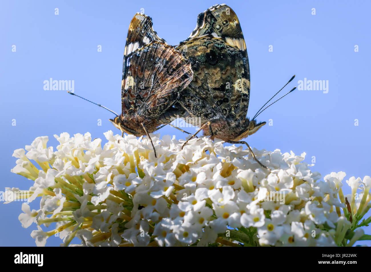 Zwei Schmetterlinge Paarung auf einem Ast. Stockfoto