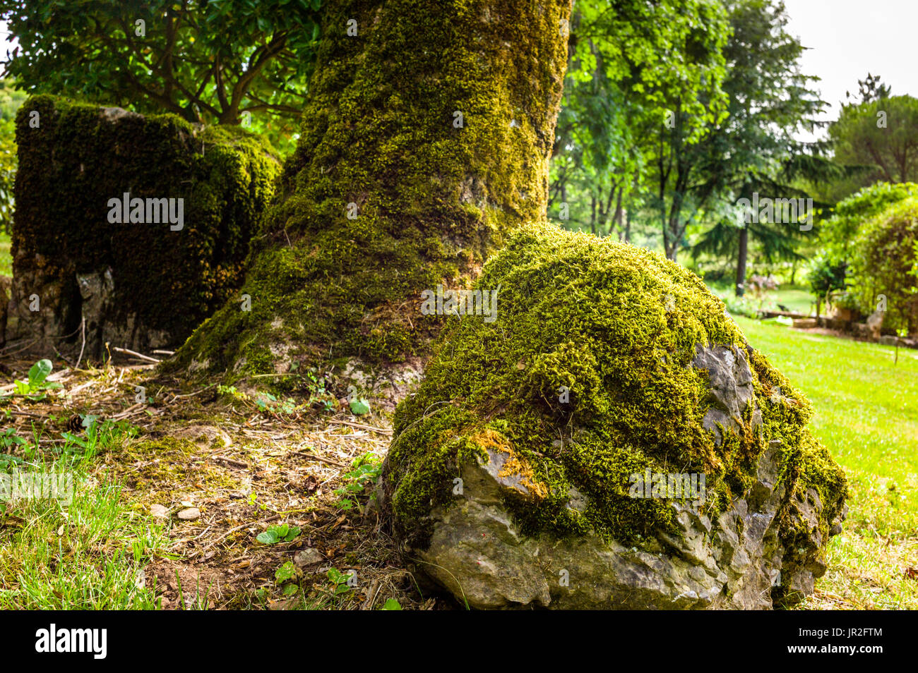 Moos bedeckten Felsen und Baumstamm in einem alten Garten Stockfoto