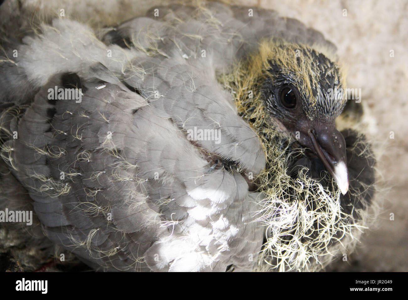 Brüten Tauben Immer Im Gleichen Nest Wildtaubenjunge im nest -Fotos und -Bildmaterial in hoher Auflösung – Alamy
