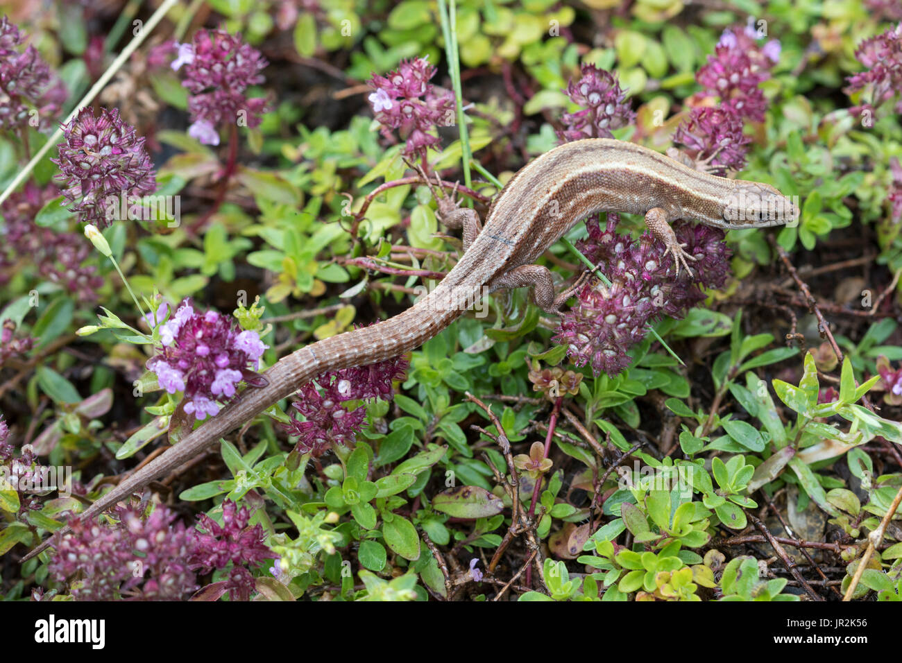 Vivipare Eidechse (Zootoca Vivipara Carniolica), Alpen, Italien Stockfoto