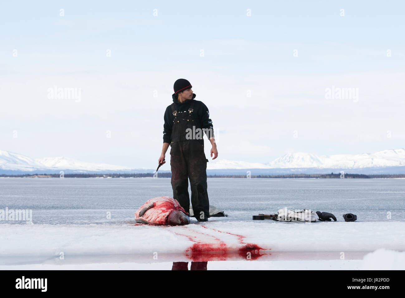 Hunter Skinning einen Hafen Dichtung während ein Süßwasser-Jagd auf dem zugefrorenen See Iliamna, Pedro Bay, Southcentral Alaska, USA Stockfoto