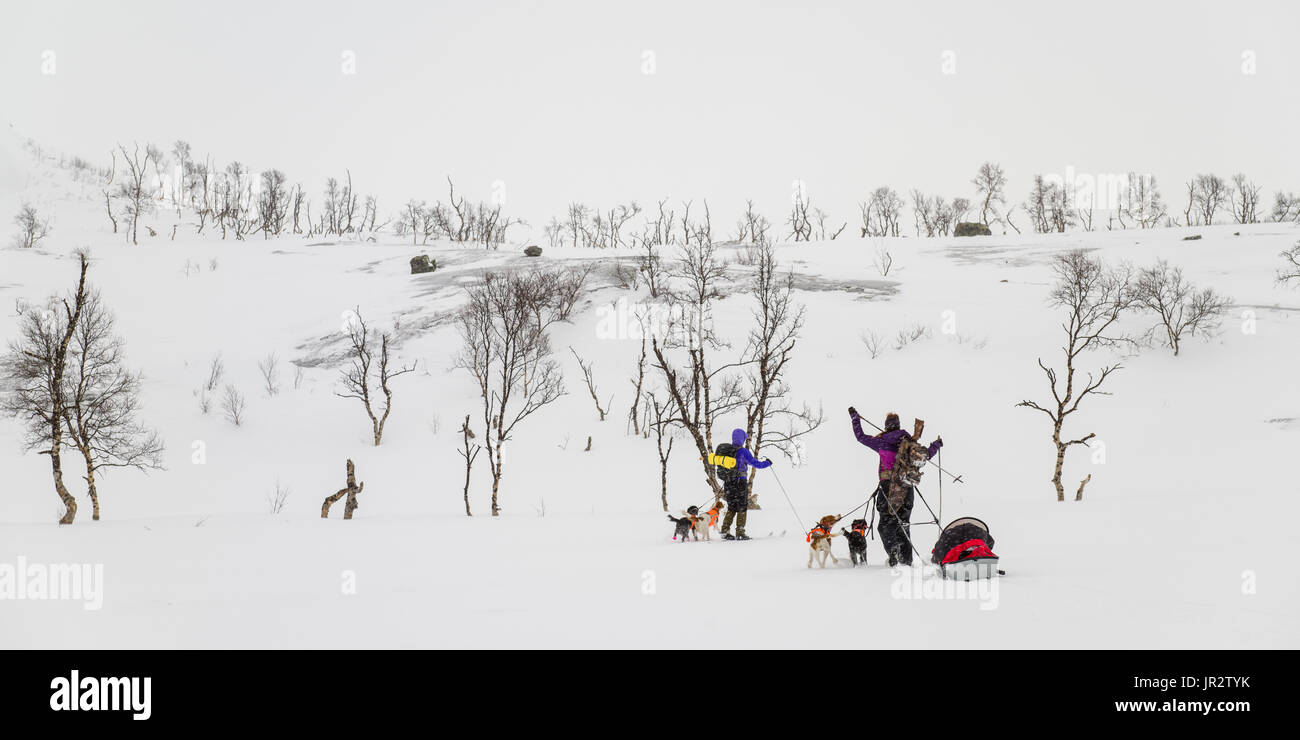 Zwei Cross Country Skifahrer und ein Team von Hunden über eine Winterlandschaft; Norland, Norwegen Stockfoto