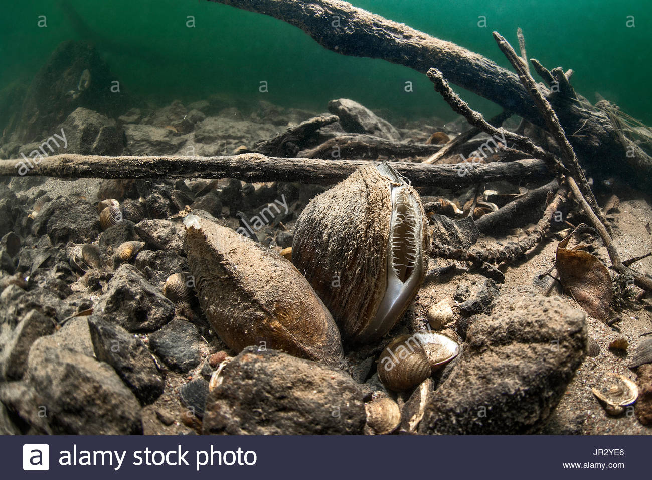 Frisches Wasser Muscheln (Anodonta Signia) im Fluss Herault, Frankreich