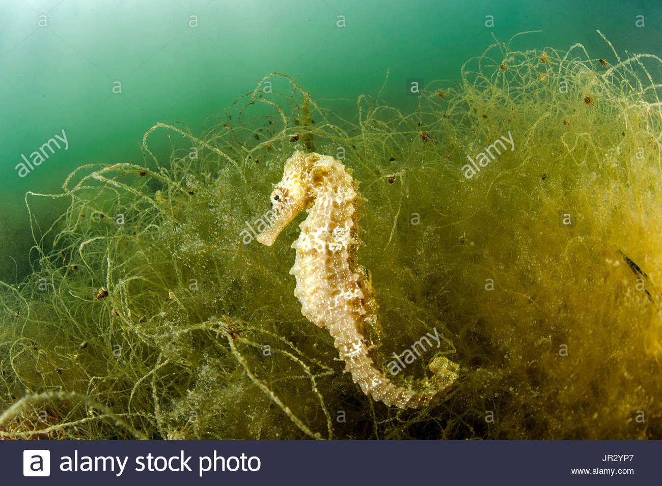 Hippocampus Guttulatus Stockfotos und bilder Kaufen Alamy