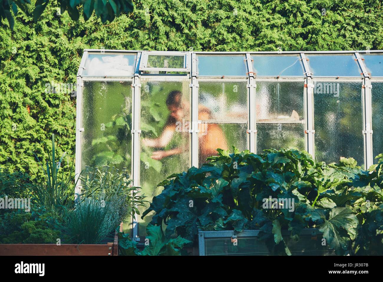 Arbeiten Sie an den Gemüsegarten. Gärtner im Inneren des Gewächshauses. Stockfoto